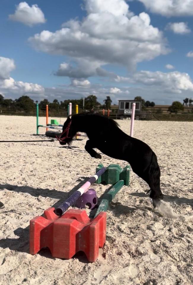 Yegua Shetland En venta 2023 Negro