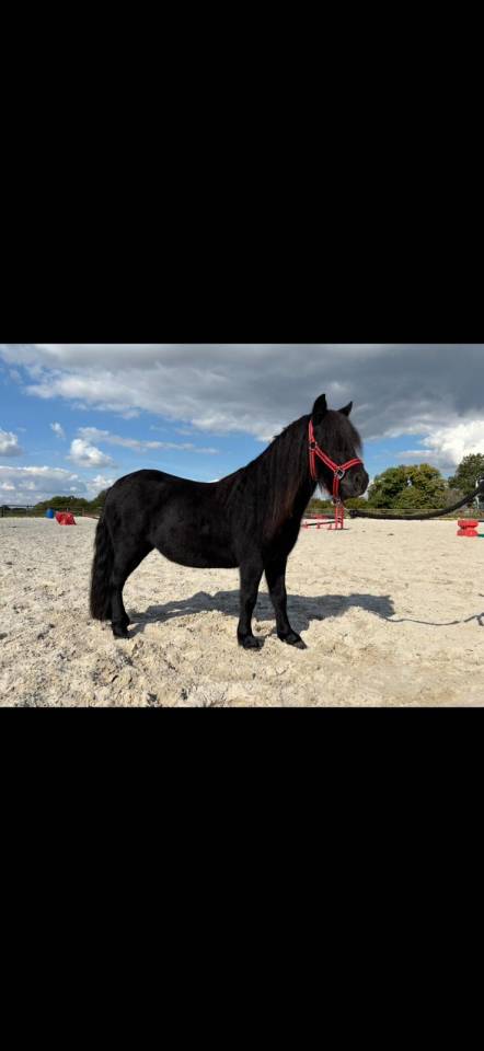 Caballo castrado Shetland En venta 2023 Negro