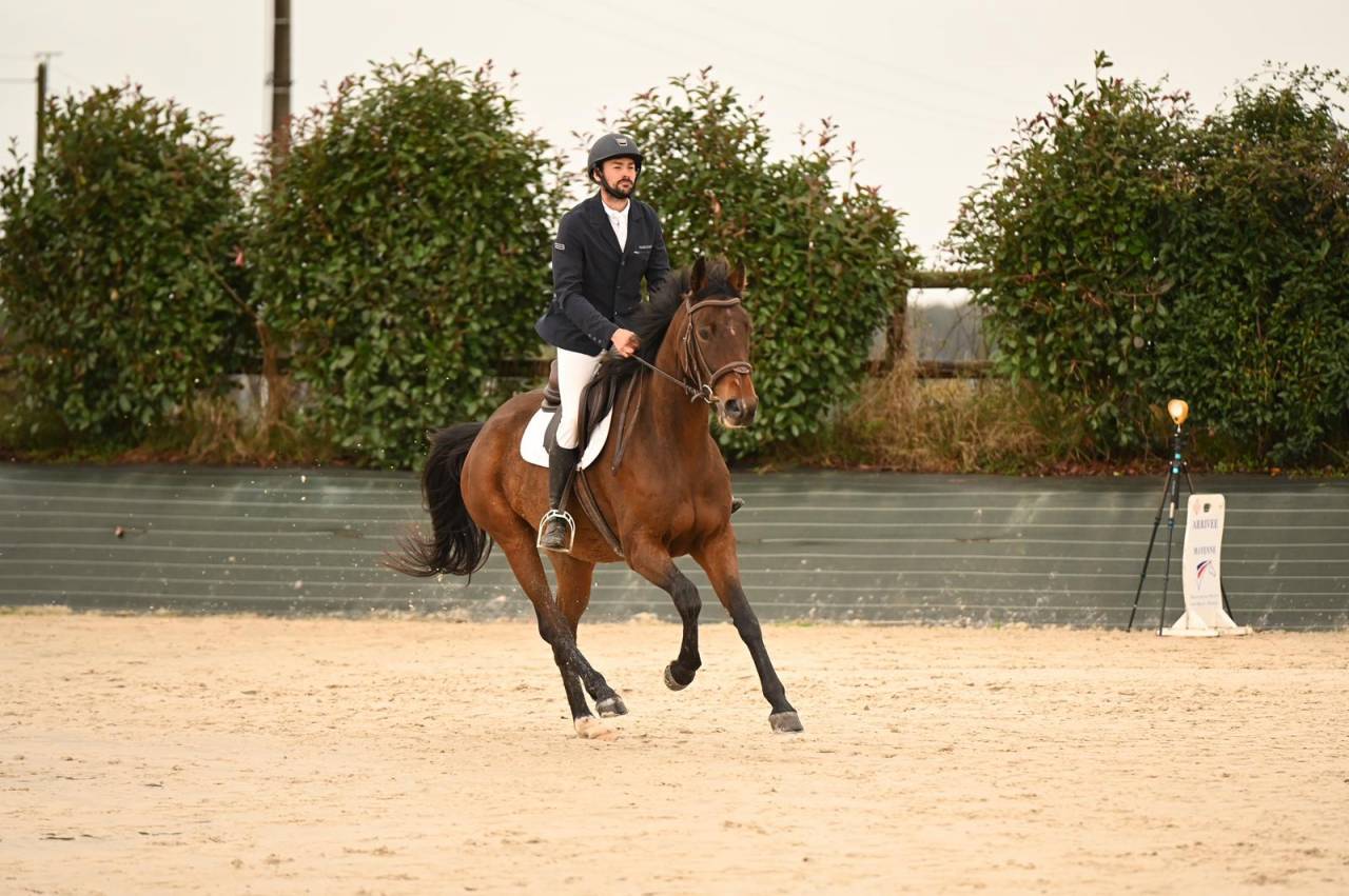 Caballo castrado Silla Francés En venta 2019 Bayo