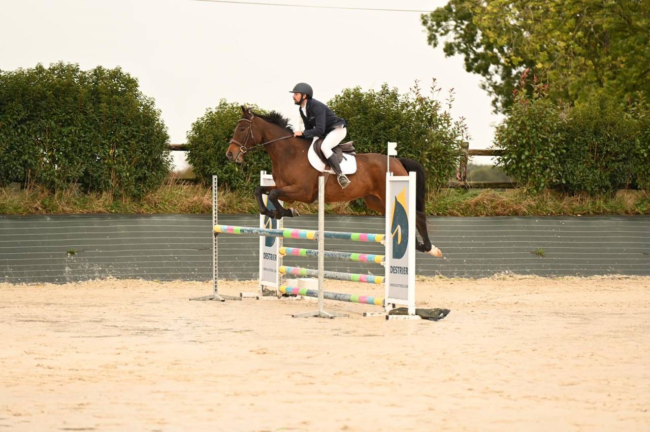 Caballo castrado Silla Francés En venta 2019 Bayo