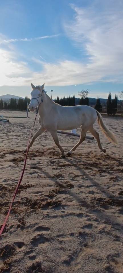 PRE Colt • 2 Years Old • Rare Cream Color • Strong Morp