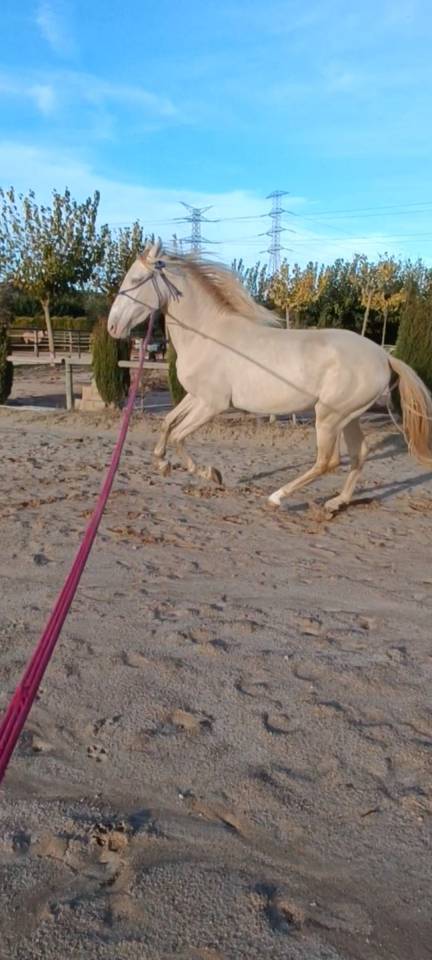 PRE Colt • 2 Years Old • Rare Cream Color • Strong Morp