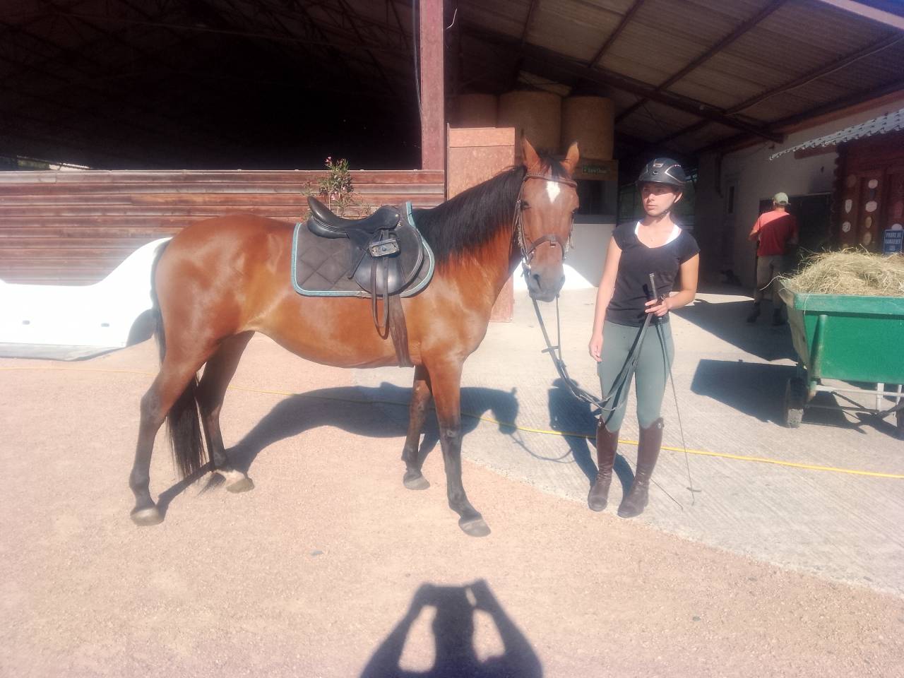 Yegua Origen No Constatado En venta 2020 Bayo