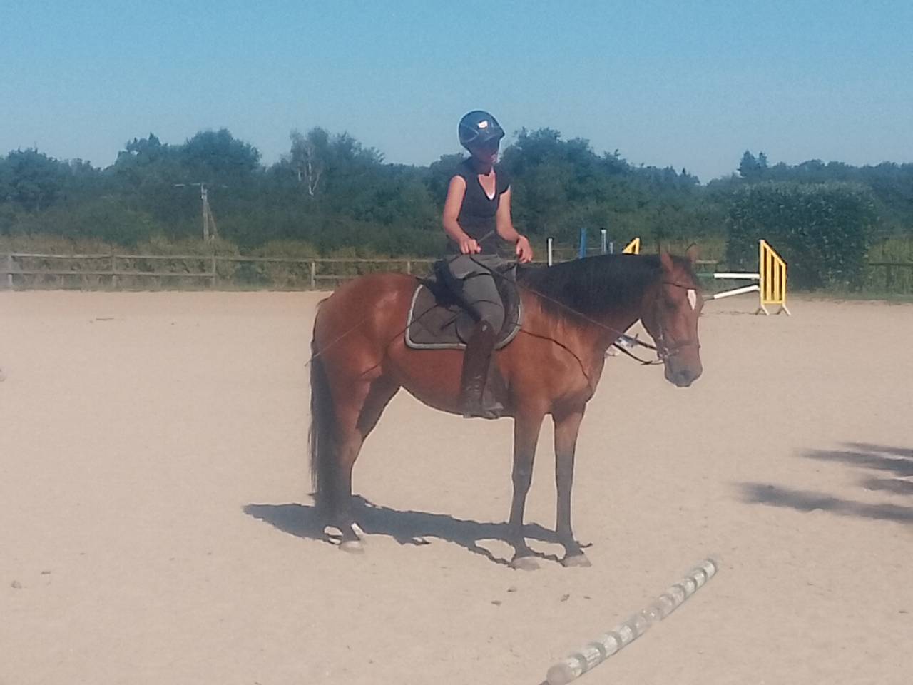 Yegua Origen No Constatado En venta 2020 Bayo