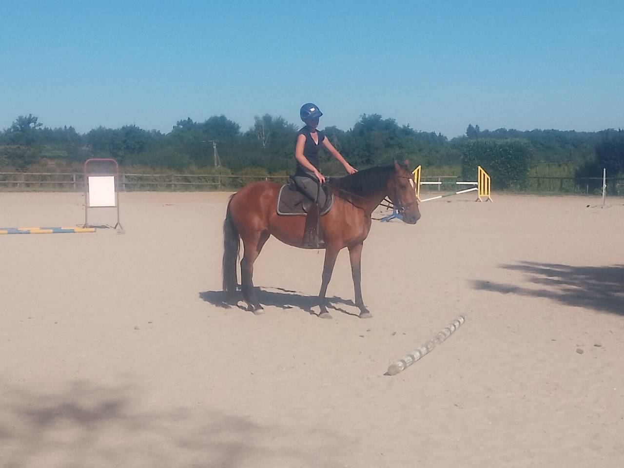 Yegua Origen No Constatado En venta 2020 Bayo