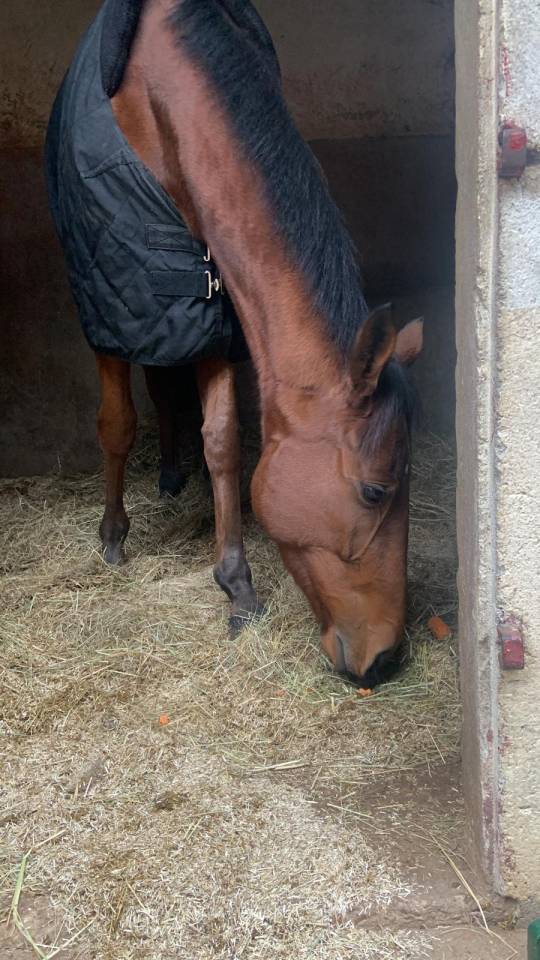 Caballo castrado Pura Sangre En venta 2023 Bayo