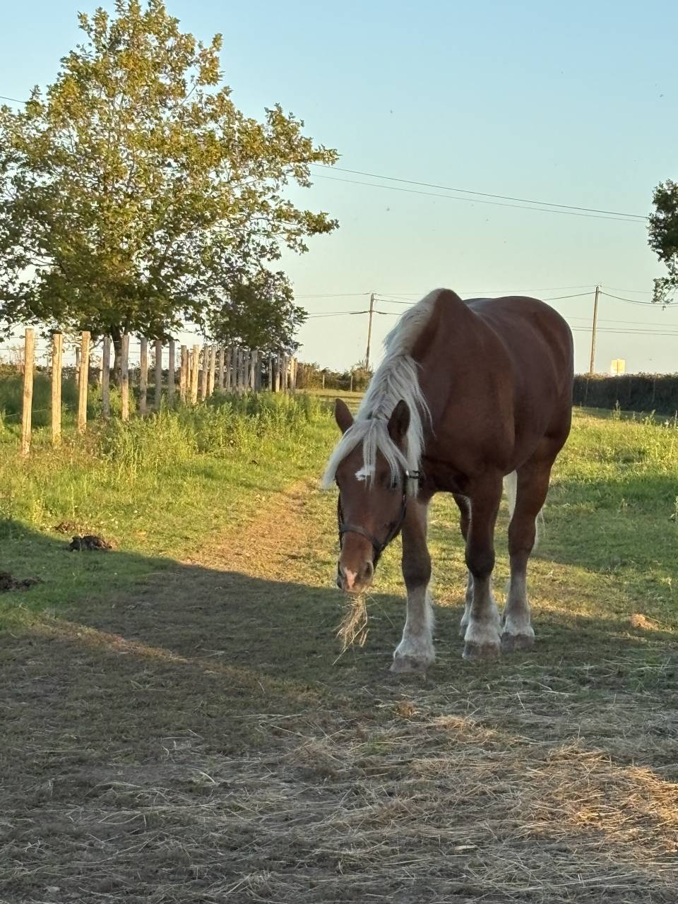 Yegua Tiro Comtois En venta 2019 Alazán por BIMBO DE LESCHAUD