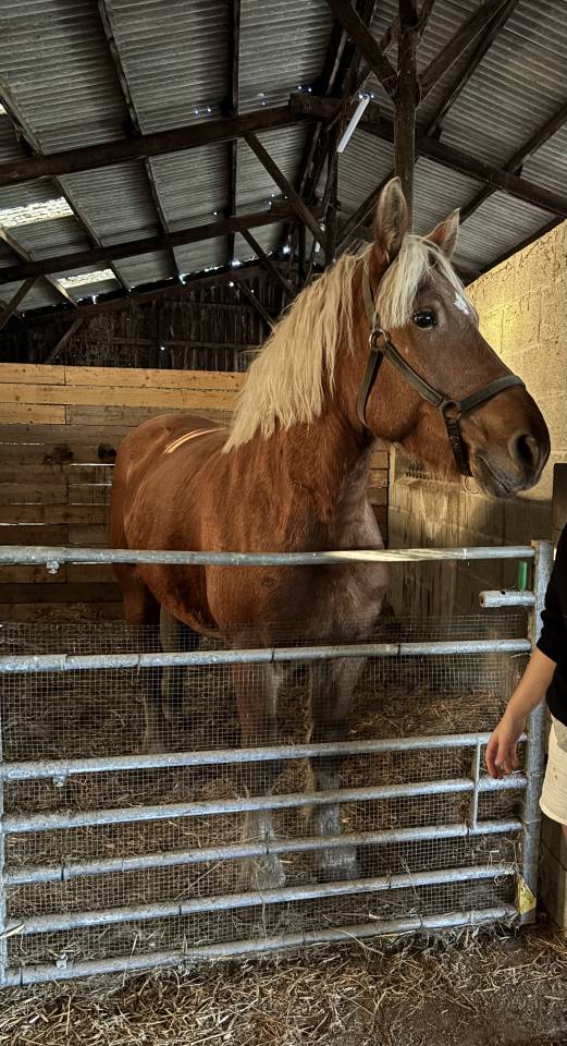 Yegua Tiro Comtois En venta 2019 Alazán por BIMBO DE LESCHAUD