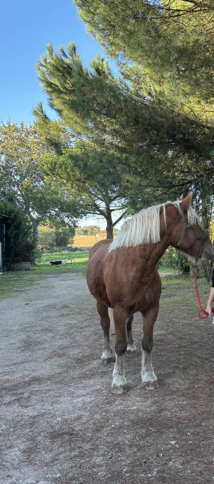 Yegua Tiro Comtois En venta 2019 Alazán por BIMBO DE LESCHAUD