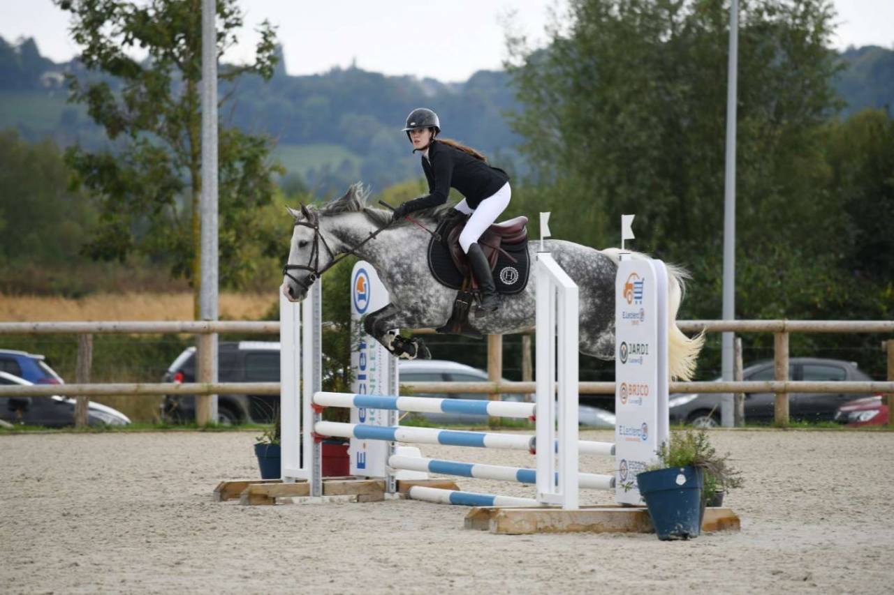 Yegua Pura Sangre En venta 2012 Tordo