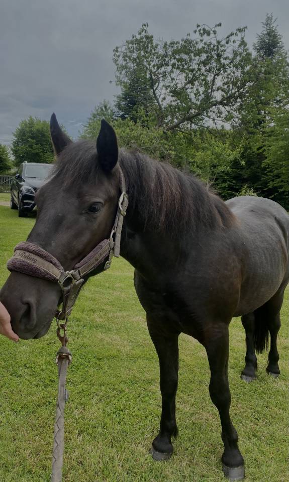 Caballo castrado Origen No Constatado En venta 2023 Bayo moreno