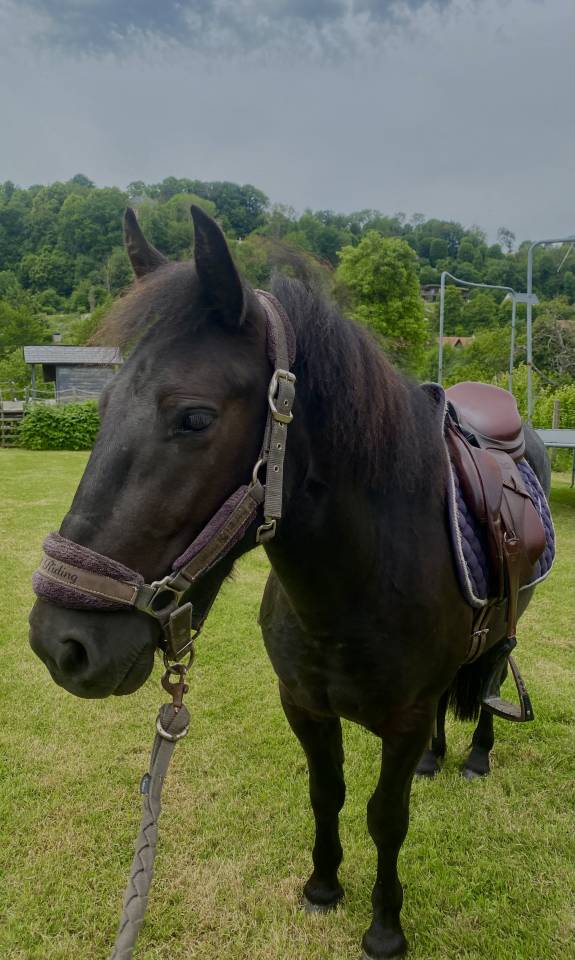 Caballo castrado Origen No Constatado En venta 2023 Bayo moreno