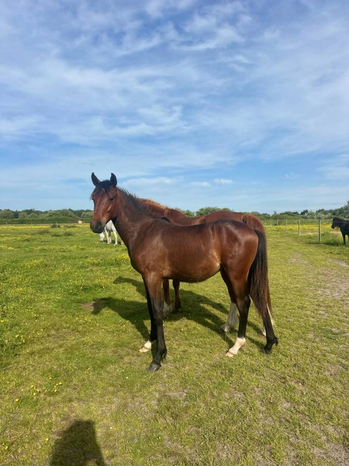 Caballo entero Origine Constat&eacute;e En venta 2024 Bayo por NERZH AR MOR KERSIDAL