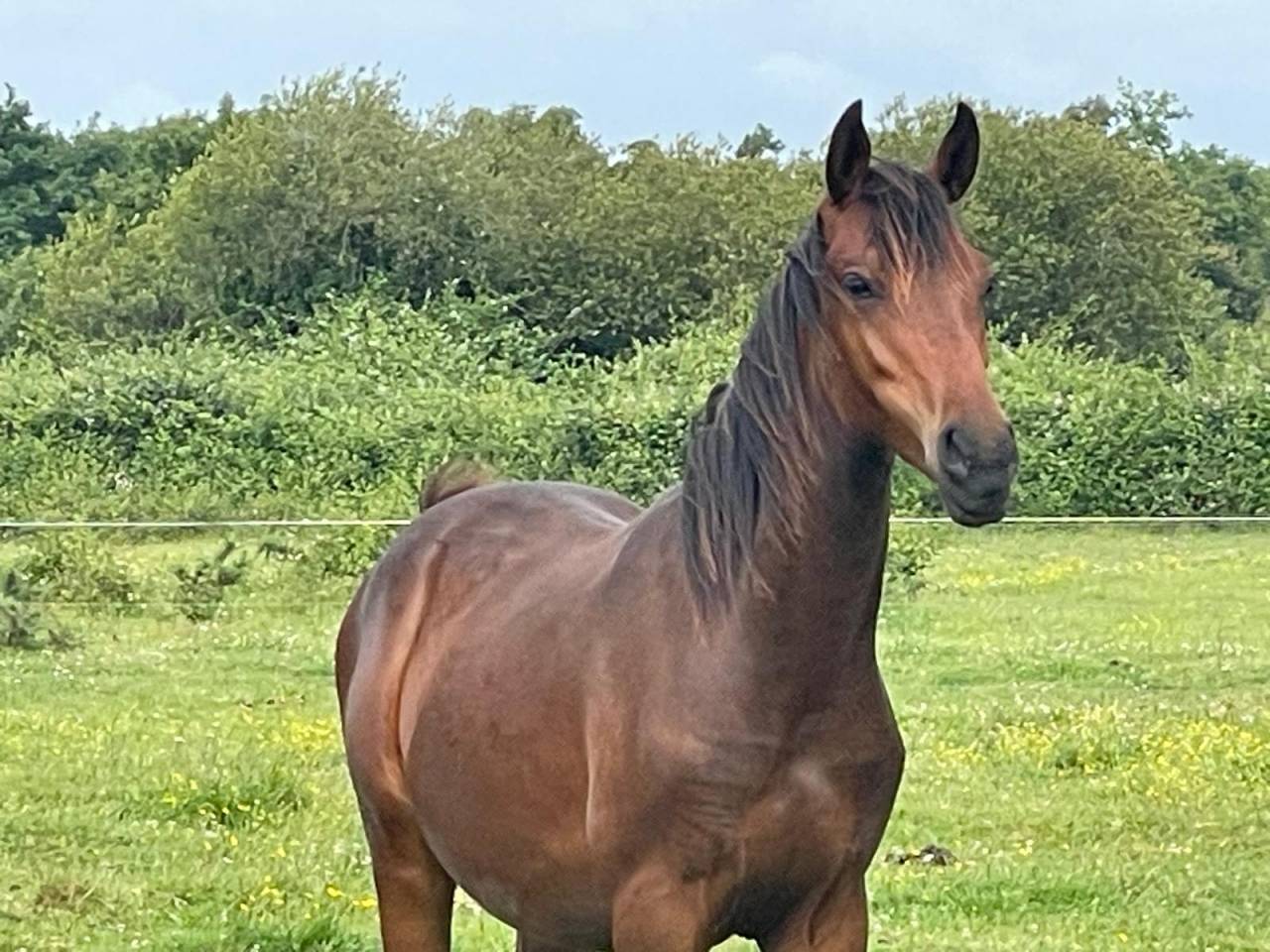 Caballo entero Origine Constat&eacute;e En venta 2024 Bayo por NERZH AR MOR KERSIDAL