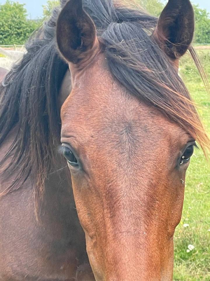 Caballo entero Origine Constat&eacute;e En venta 2024 Bayo por NERZH AR MOR KERSIDAL