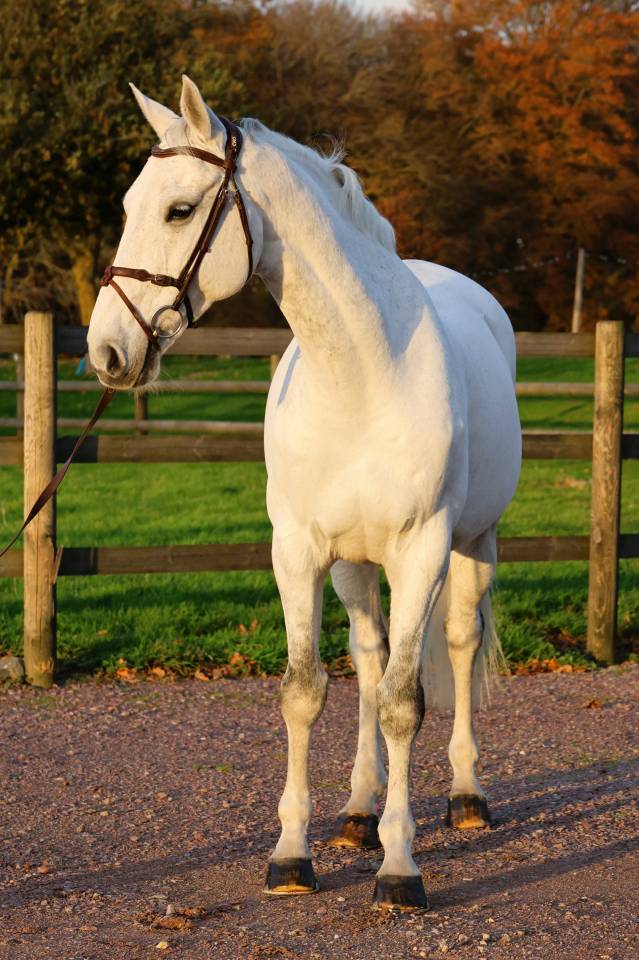 Caballo castrado Origine Constatée En venta 2016 Tordo por Continuum