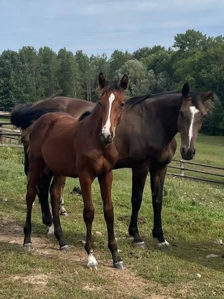 Yegua Silla Francés En venta 2010 Bayo moreno por Nouma d'Auzay