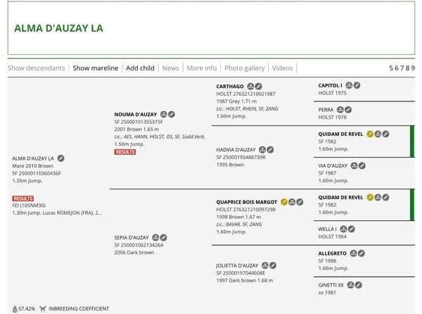 Yegua Silla Francés En venta 2010 Bayo moreno por Nouma d'Auzay