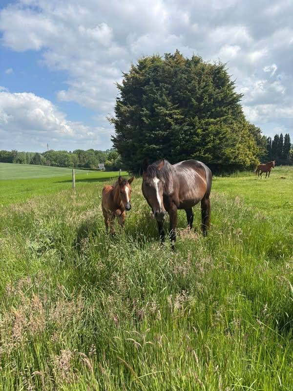 Yegua Silla Francés En venta 2010 Bayo moreno por Nouma d'Auzay