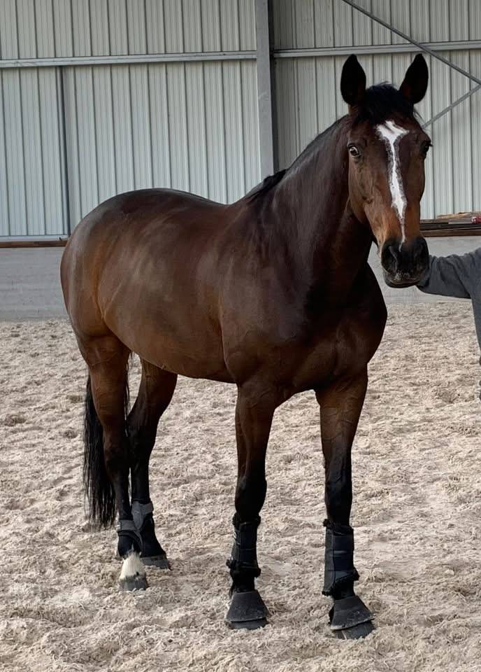 Yegua Silla Francés En venta 2010 Bayo moreno por Nouma d'Auzay