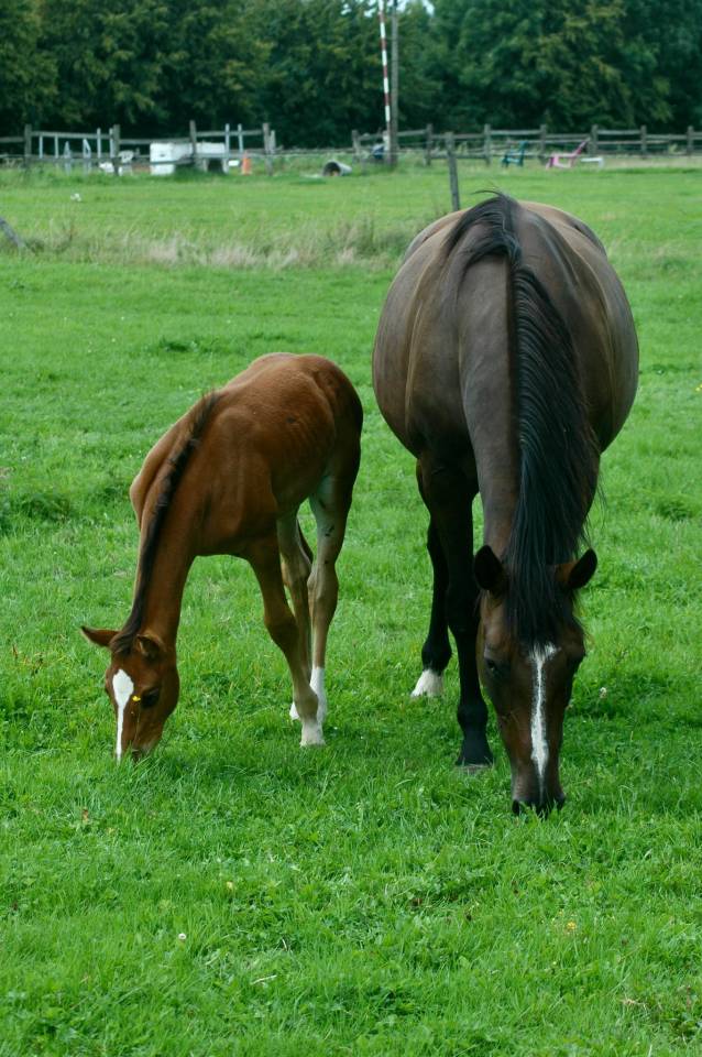 Yegua Silla Francés En venta 2010 Bayo moreno por Nouma d'Auzay
