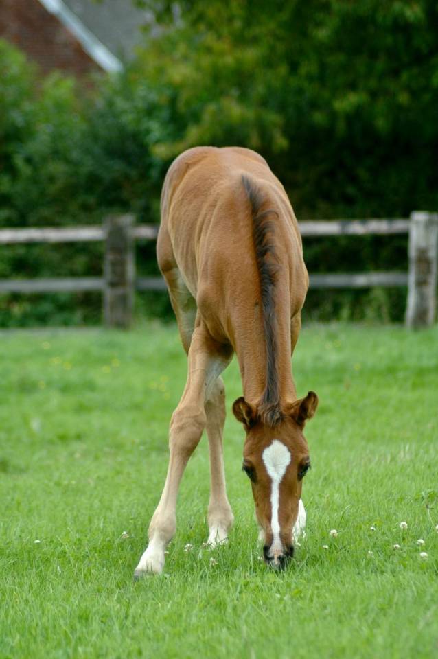 Yegua Silla Francés En venta 2010 Bayo moreno por Nouma d'Auzay