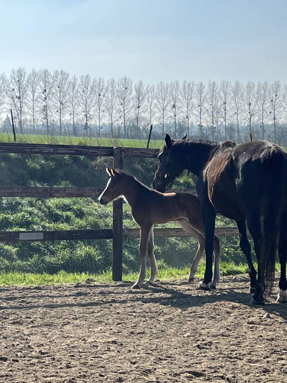 Yegua Silla Francés En venta 2010 Bayo moreno por Nouma d'Auzay