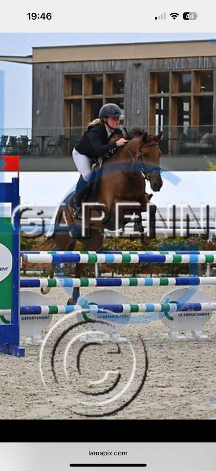 Yegua Anglo-Arabe En venta 2020 Alazán por Cyrano C