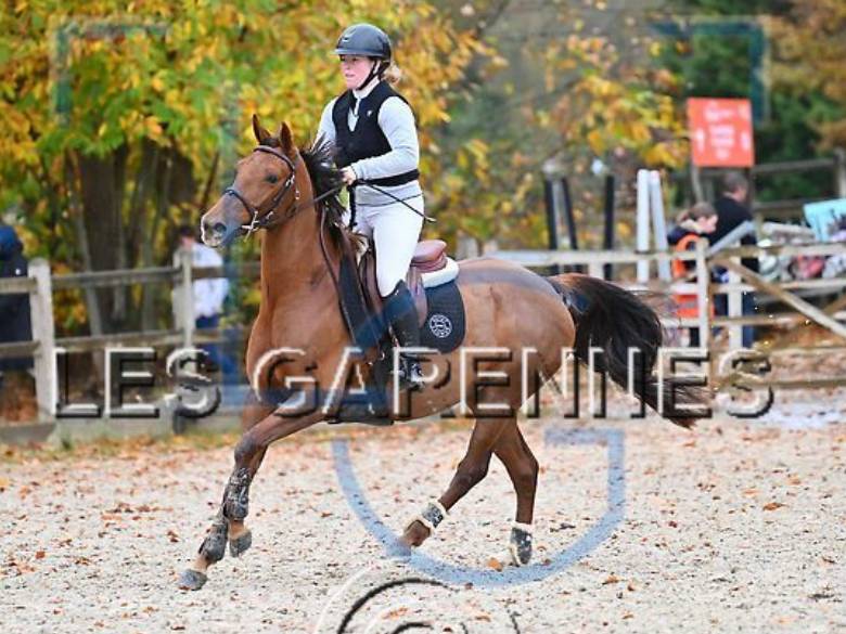 Yegua Anglo-Arabe En venta 2020 Alazán por Cyrano C