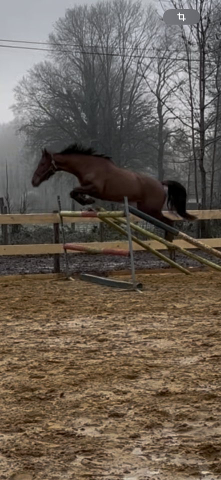 Yegua Anglo-Arabe En venta 2020 Alazán por Cyrano C