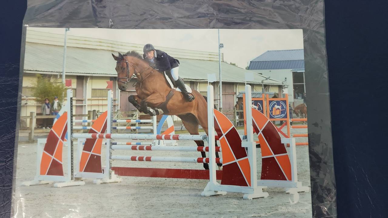 Caballo castrado Silla Francés En venta 2010 Bayo por DIAMANT DE SEMILLY