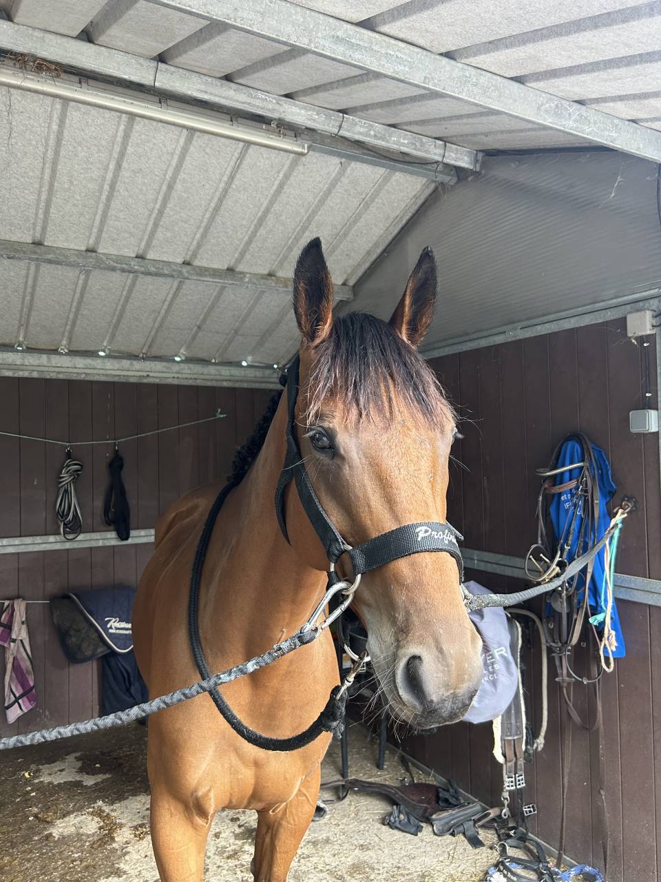 Caballo castrado Silla Francés En venta 2019 Bayo por Javollo