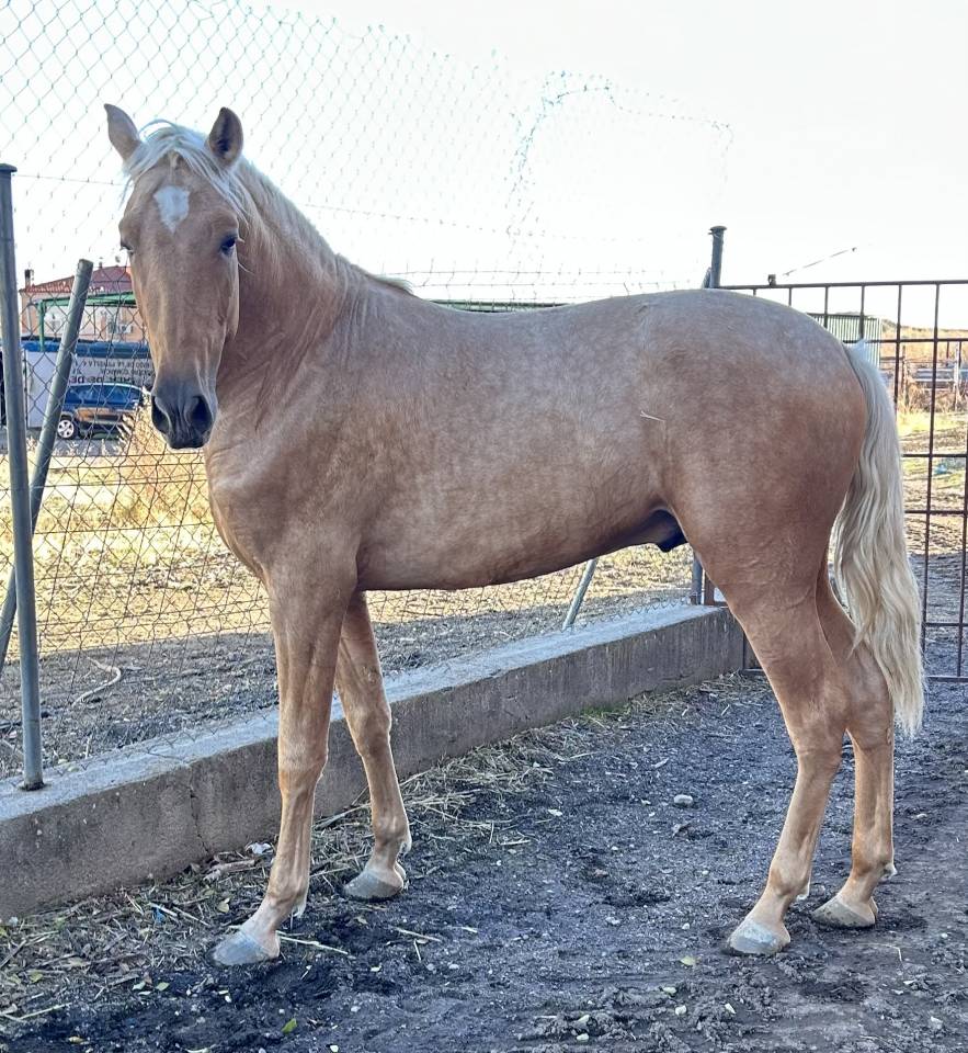 Potro PRE Perlino de 27 meses
