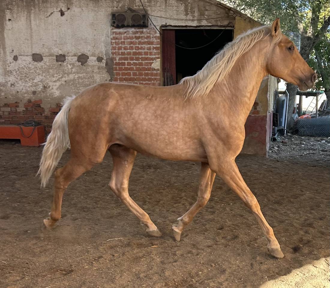 Potro PRE Perlino de 27 meses