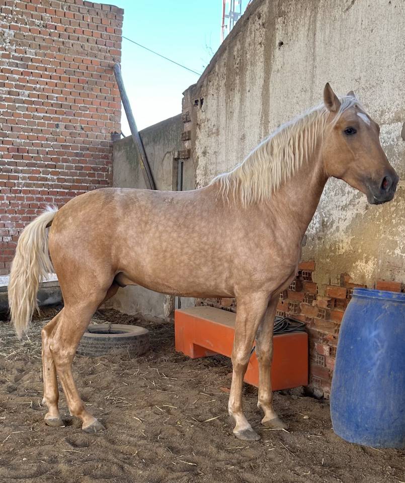 Potro PRE Perlino de 27 meses