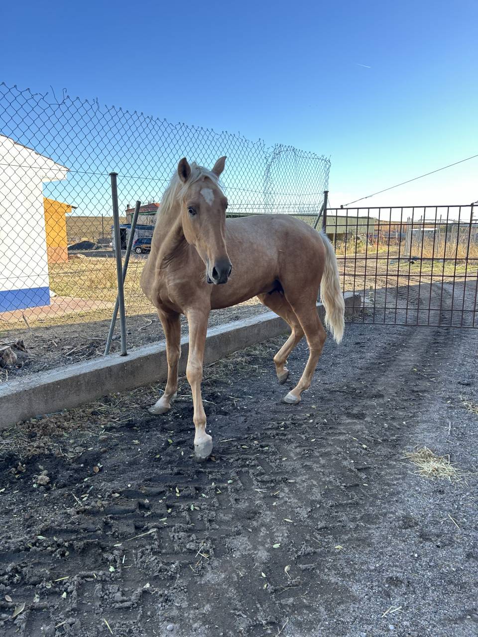 Potro PRE Perlino de 27 meses