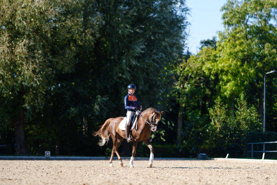 Caballo castrado Welsh Poni (Sección D), Welsh Cob  En venta 2015 Alazán tostado por King William