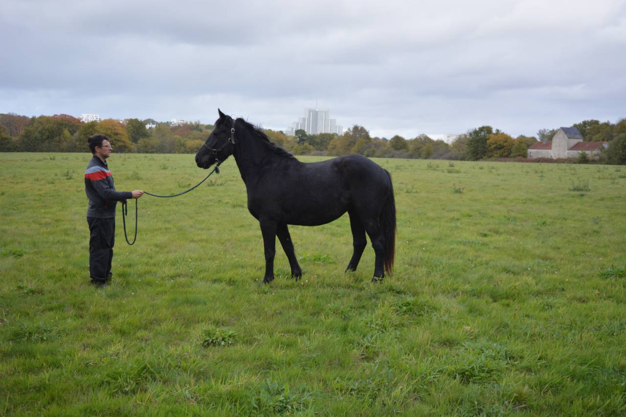 Yegua Origen No Constatado En venta 2021 Negro