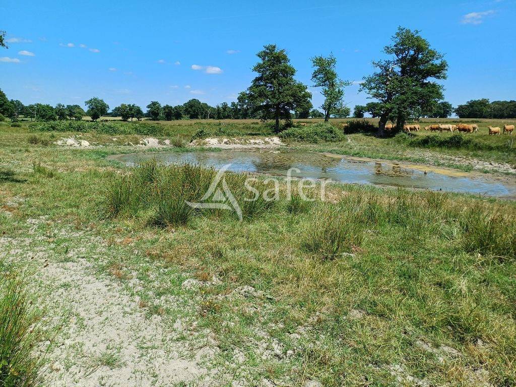 Explotación ovina En venta Alto Vienne