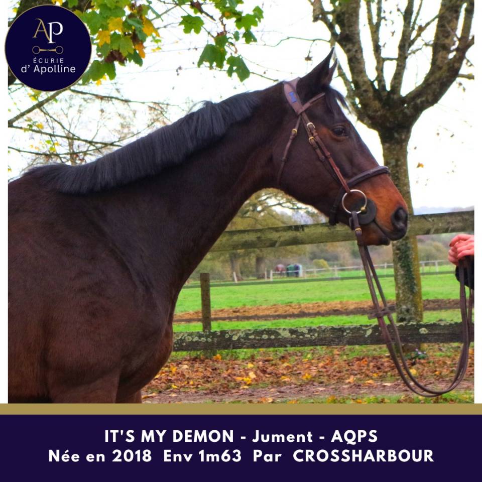 Yegua AQPS En venta 2018 Bayo