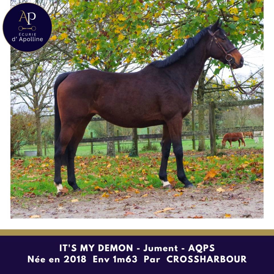 Yegua AQPS En venta 2018 Bayo