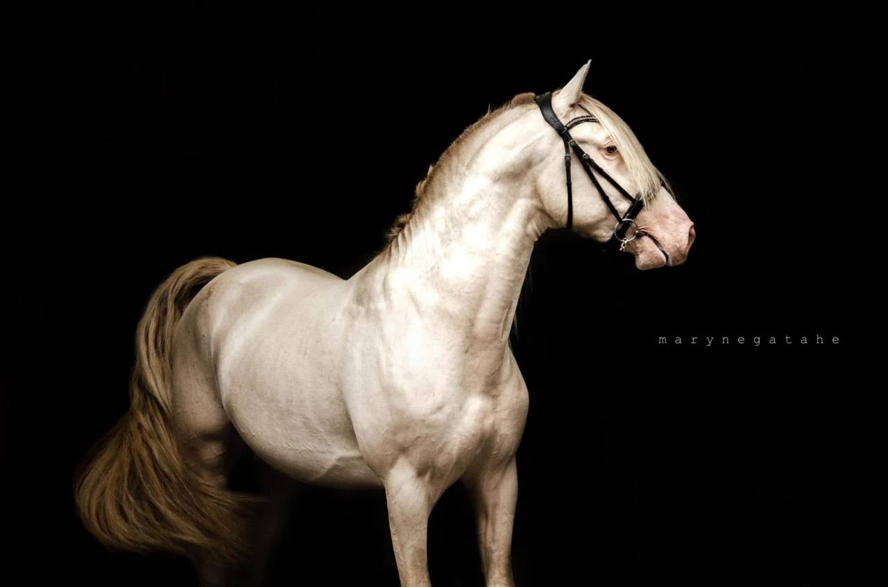 Lucero del sol II - PRE Pura Raza Española 2021 por Tarzano GSA