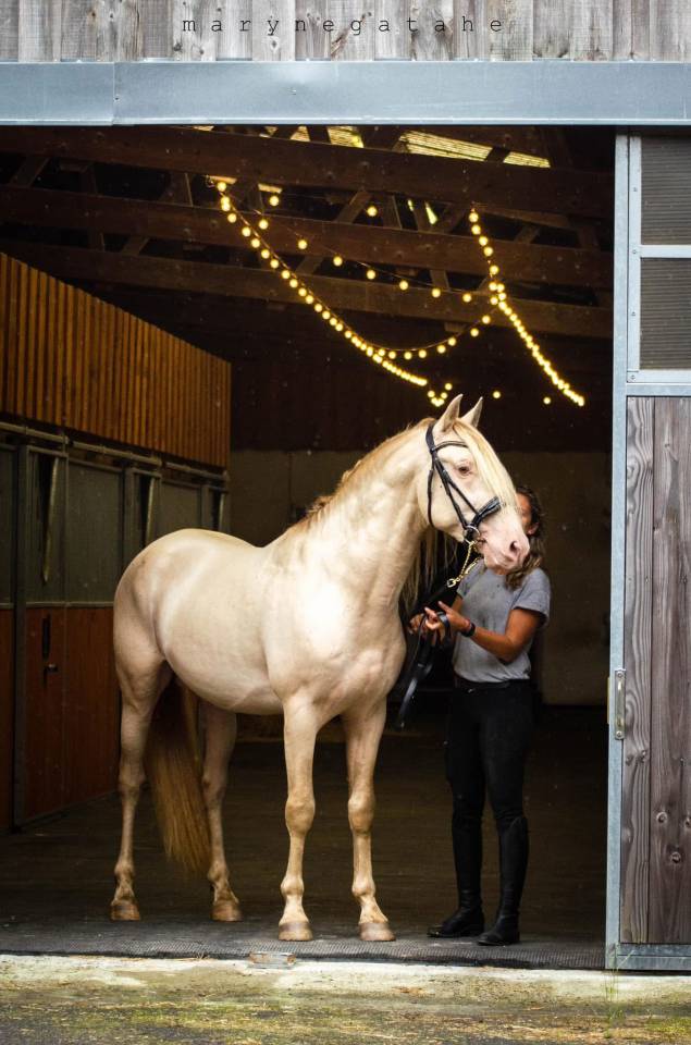 Lucero del sol II - PRE Pura Raza Española 2021 por Tarzano GSA