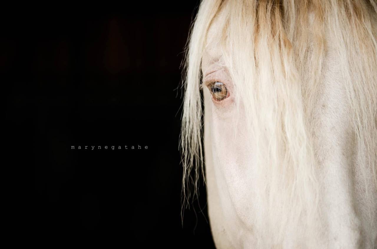 Lucero del sol II - PRE Pura Raza Española 2021 por Tarzano GSA