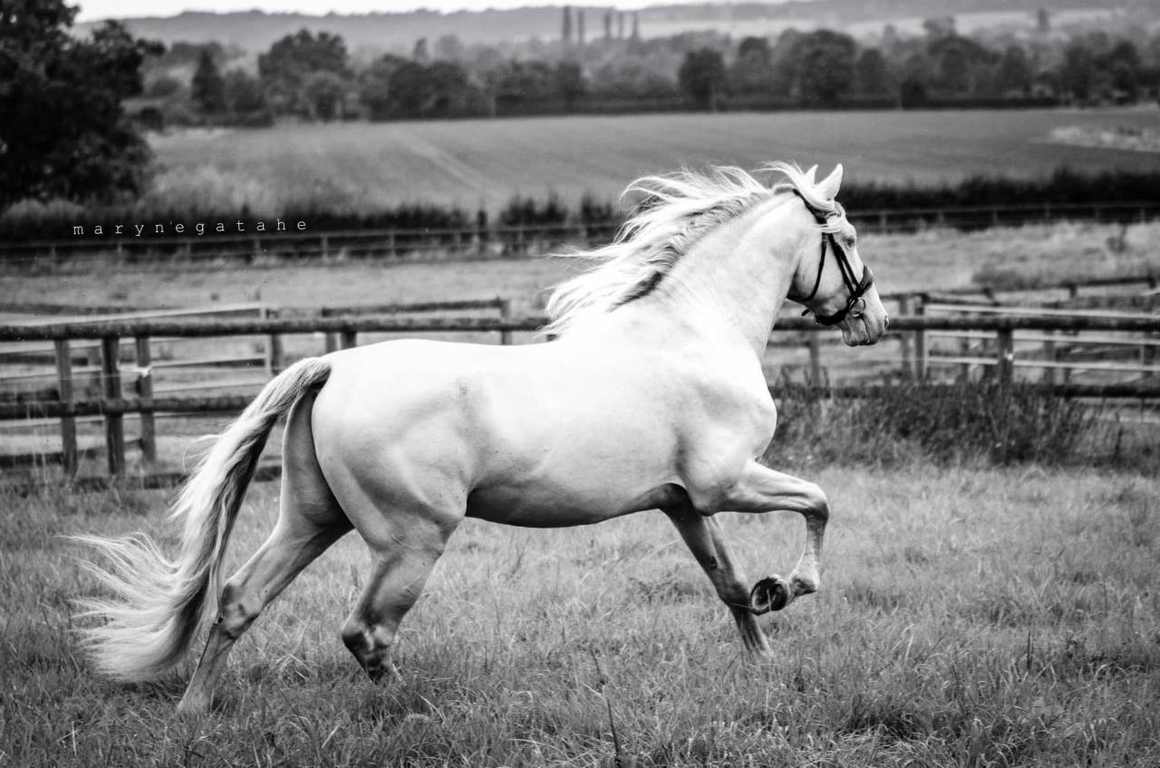 Lucero del sol II - PRE Pura Raza Española 2021 por Tarzano GSA