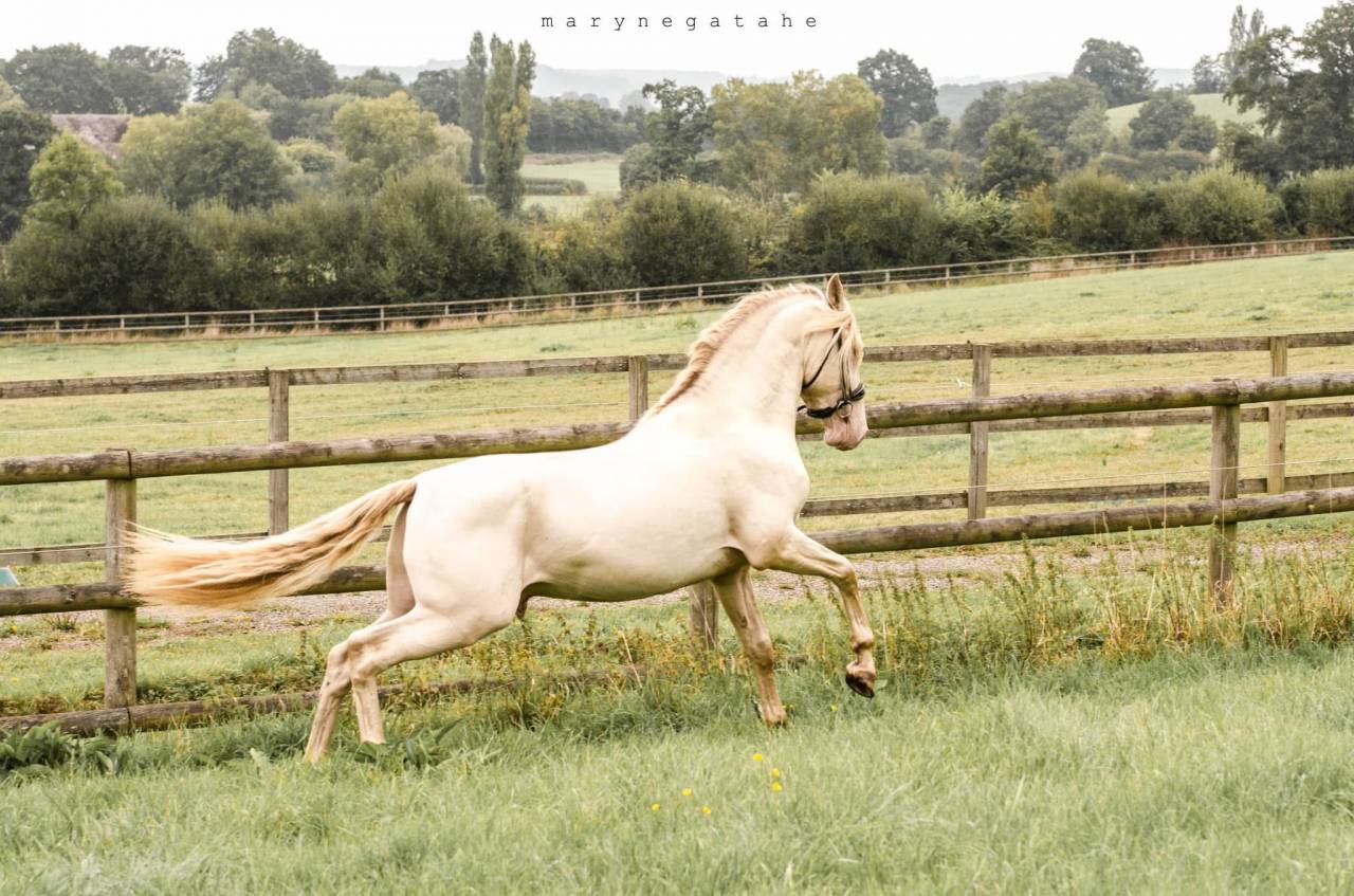 Lucero del sol II - PRE Pura Raza Española 2021 por Tarzano GSA