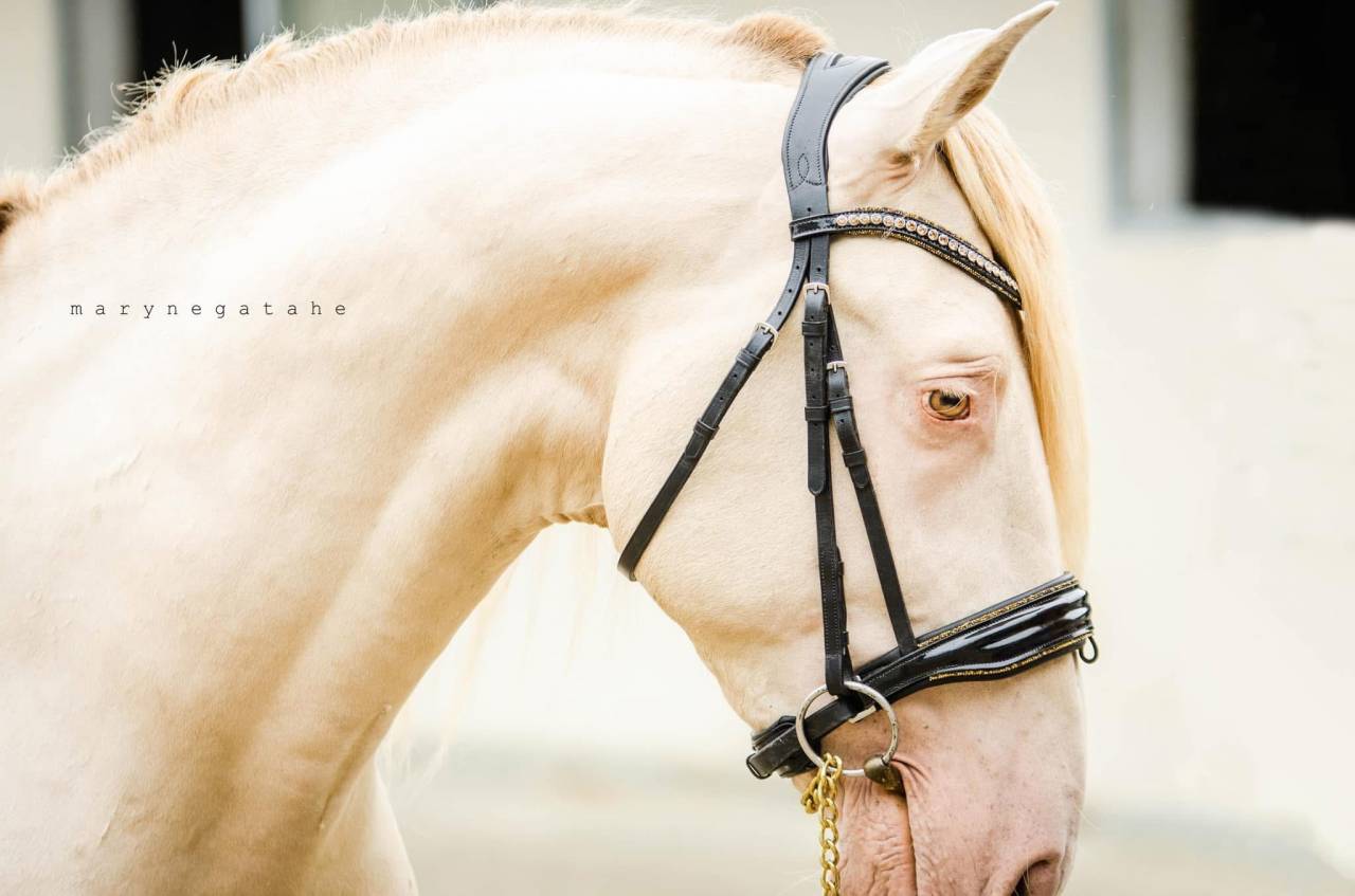 Lucero del sol II - PRE Pura Raza Española 2021 por Tarzano GSA