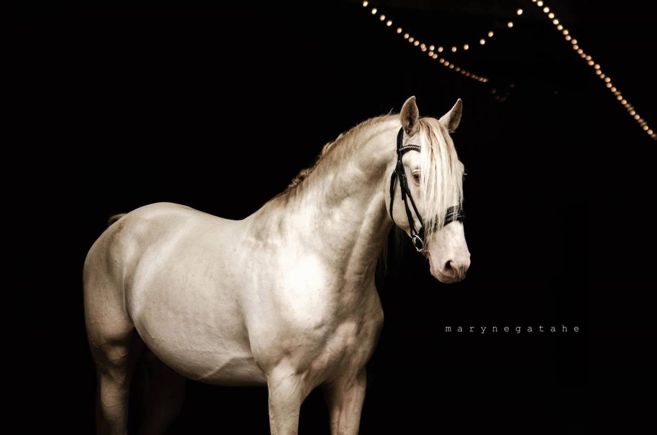 Lucero del sol II - PRE Pura Raza Española 2021 por Tarzano GSA