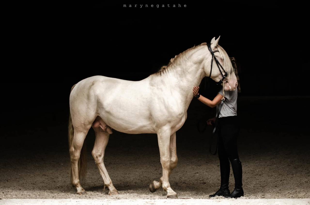 Lucero del sol II - PRE Pura Raza Española 2021 por Tarzano GSA