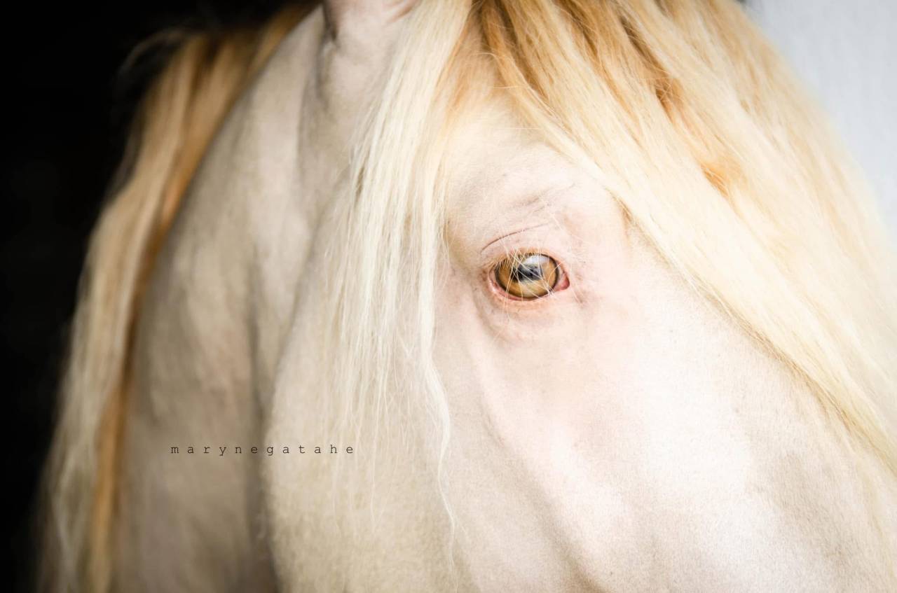 Lucero del sol II - PRE Pura Raza Española 2021 por Tarzano GSA